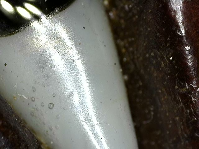 ingelgde ogen van KwanYin