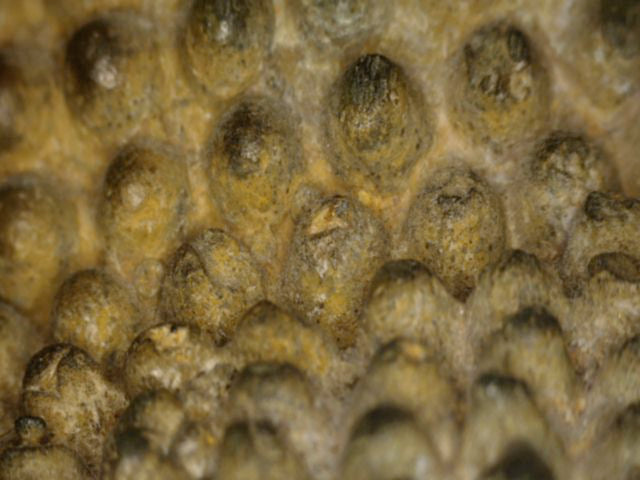 Macro van de fijn gemodelleerde haarcurls met natuurlijke slijtage