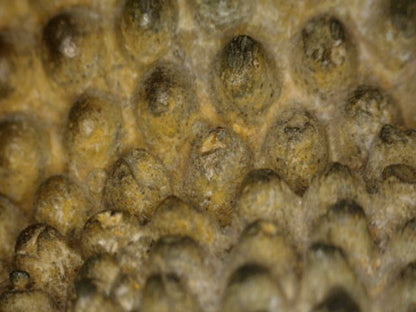 Macro van de fijn gemodelleerde haarcurls met natuurlijke slijtage