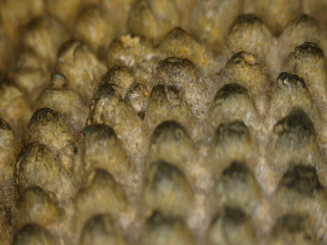 Detail van onregelmatige haarcurls en oude patina