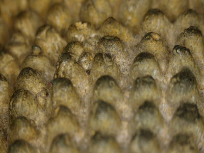 Detail van onregelmatige haarcurls en oude patina