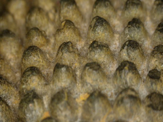 Macro-opname van haarcurls met slijtage en oppervlaktestructuur