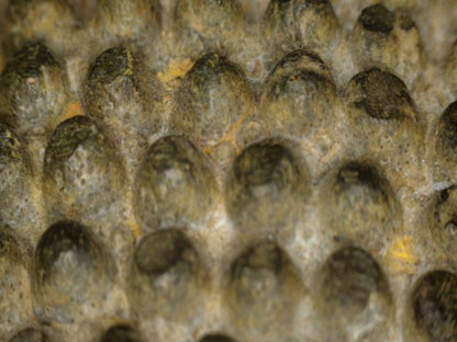 Detail van de haarcurls en verdiepte patina
