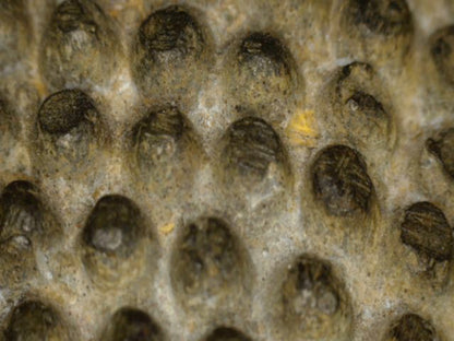 Macro van het gladde bronzen gelaatsoppervlak met oude krasjes en patina