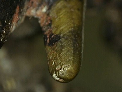 Gelaagde patinastructuur zichtbaar onder de microscoop op Ganesha-beeld