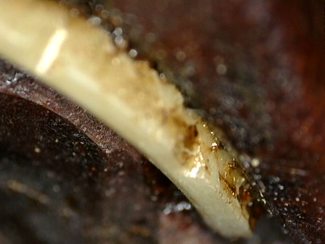 Houten Guanyin hoofd uit China met ingelegde ogen en tanden