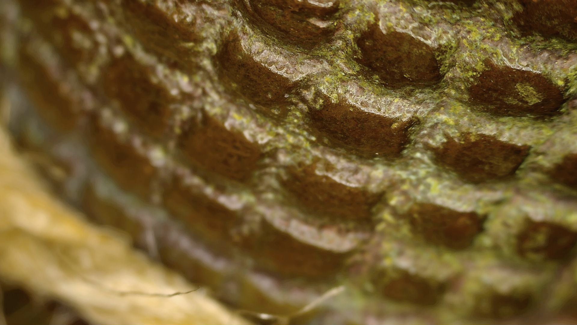 Macrodetail van de haarstructuur met oxidatie in de verdiepingen
