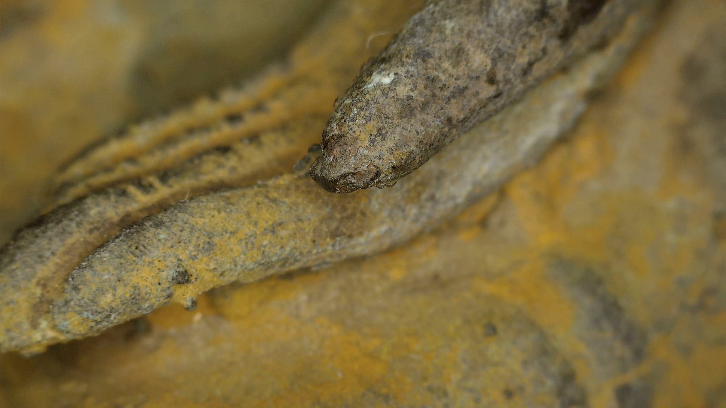 Macrodetail van vergulding, laklaag, patina en conditie van Ayutthaya Boeddha, SKU 740 – detail 9
